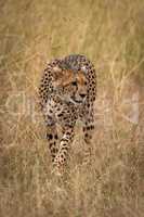 Cheetah walks through long grass on savannah