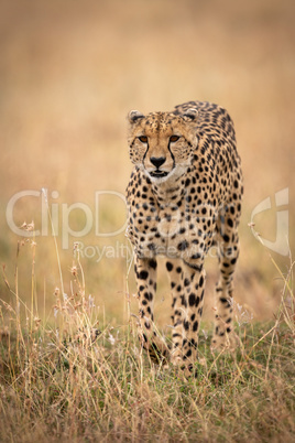 Cheetah walks through long grass towards camera