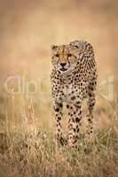 Cheetah walks through long grass towards camera