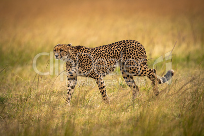 Cheetah walks through long grass staring ahead