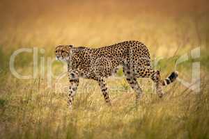 Cheetah walks through long grass staring ahead