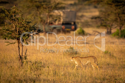 Cheetah walks through savannah looking at truck