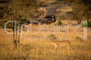 Cheetah walks through savannah looking at truck