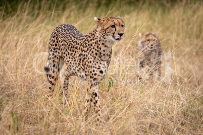 Cheetah walks through long grass with cub