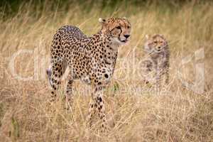 Cheetah walks through long grass with cub
