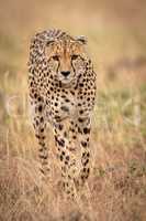 Cheetah walks towards camera in long grass