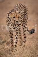 Cheetah walks towards camera in dry grass