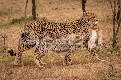 Cheetah walks with scrub hare beside cub