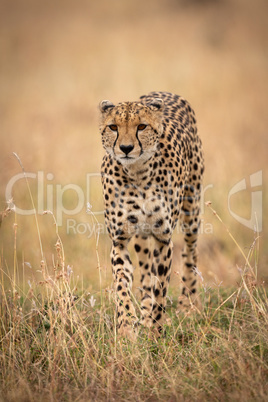 Cheetah walks towards camera through long grass