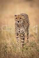 Cheetah walks towards camera through long grass