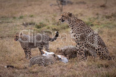 Cheetah watches as cubs eat Thomson gazelle