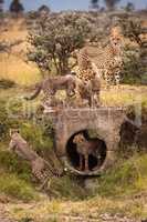 Cheetah watches as cubs play around pipe