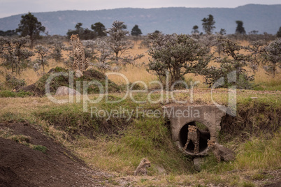 Cheetah watches as cubs play near pipe