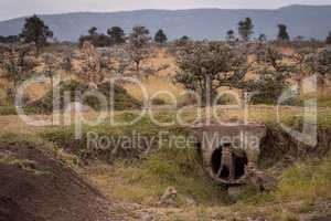 Cheetah watches as cubs play near pipe