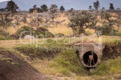 Cheetah watches as cubs play in pipe