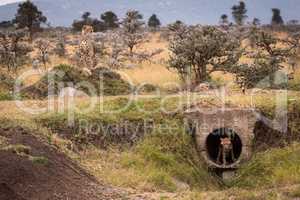 Cheetah watches as cubs play in pipe