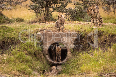 Cheetah watches four cubs play around pipe