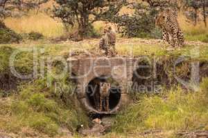 Cheetah watches four cubs play around pipe