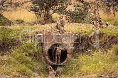 Cheetah watches four cubs playing around pipe