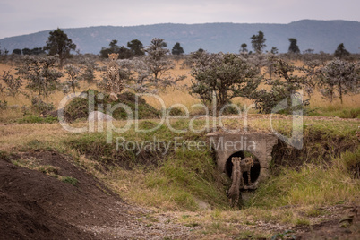Cheetah watches over two cubs in pipe