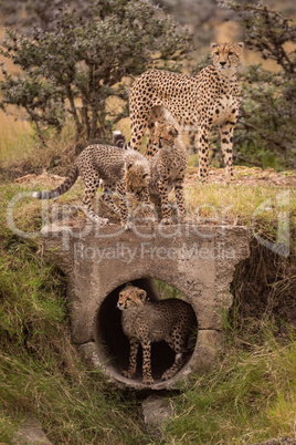 Cheetah watches three cubs play around pipe