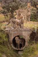 Cheetah watches three cubs play around pipe