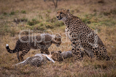 Cheetah watches while cubs eat Thomson gazelle