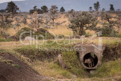 Cheetah watches while cubs play in pipe