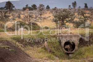 Cheetah watches while cubs play in pipe