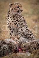 Cheetah watching as cubs feed on kill