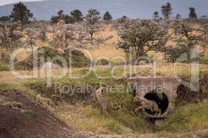 Cheetah watching as cubs play in pipe