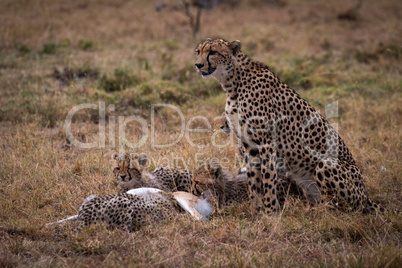 Cheetah watching while cubs eat Thomson gazelle