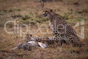 Cheetah watching while cubs eat Thomson gazelle