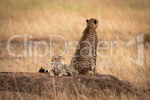 Cheetah with back to cub on mound