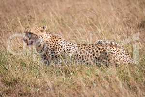 Cheetah with bloody mouth lies in grass