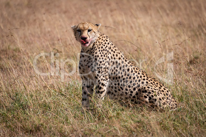 Cheetah with bloody mouth sits licking lips