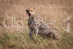 Cheetah with bloody mouth sits licking lips