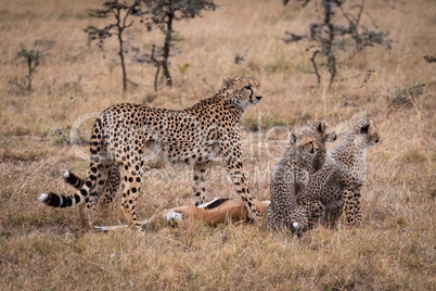 Cheetah with dead Thomson gazelle and cubs