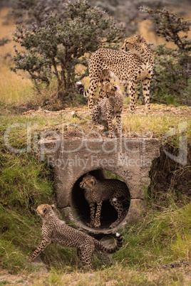 Cheetah with four cubs playing around pipe
