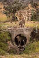 Cheetah with four cubs playing around pipe