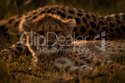 Close-up of backlit cheetah cub beside mother