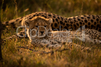 Close-up of backlit cheetah cub with mother