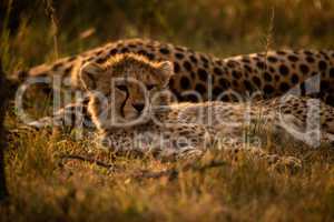 Close-up of backlit cheetah cub with mother