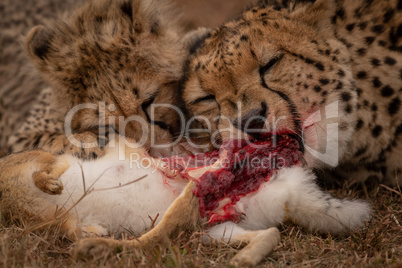 Close-up of cheetah and cub chewing hare