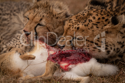 Close-up of cheetah and cub eating hare