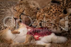 Close-up of cheetah and cub eating hare