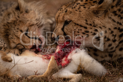 Close-up of cheetah and cub eating together