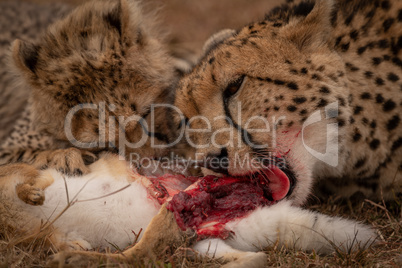 Close-up of cheetah and cub feeding together