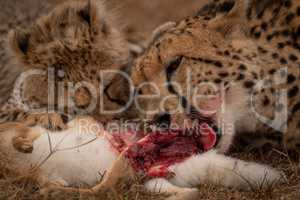Close-up of cheetah and cub feeding together