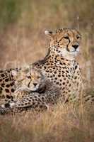 Close-up of cheetah and cub looking right